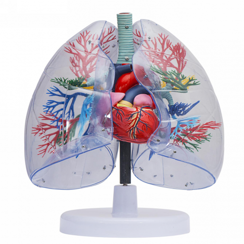 透明肺、氣管、支氣管連心臟模型
