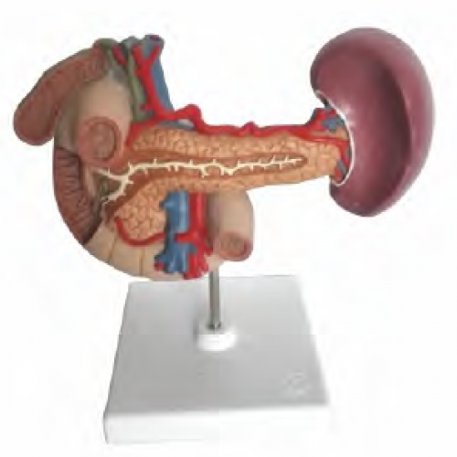 胰、脾、十二指腸、膽囊模型
