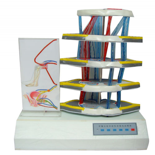 脊髓反射和損傷表現(xiàn)電動模型